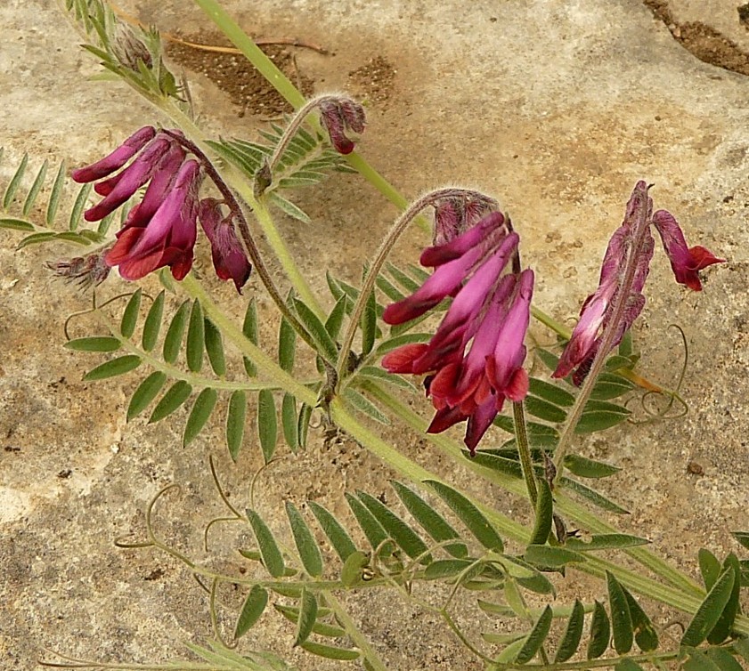 Vicia benghalensis / Veccia rosso-nera